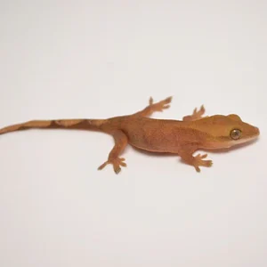 Tail gecko